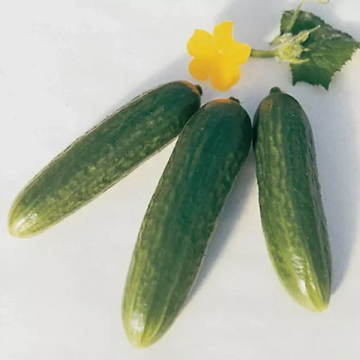 30 Muncher Cucumber - Burpless Cucumber Seeds for Home Garden