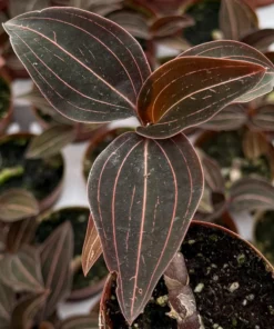 Live Jewel Orchid Plant - Ludisia Discolor 3