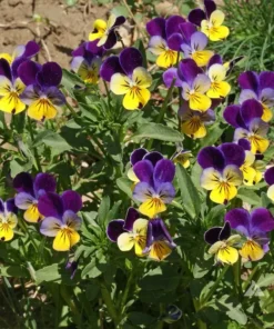 Johnny Jump Up Viola Seeds - 150+ Seeds for Planting