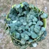 String of Hearts Plant - Ceropegia Woodii Succulent 6" Hanging Pot
