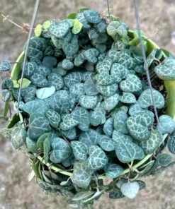 String of Hearts Plant - Ceropegia Woodii Succulent 6" Hanging Pot