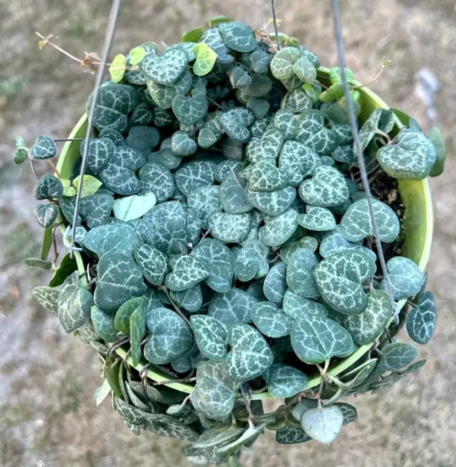 String of Hearts Plant - Ceropegia Woodii Succulent 6" Hanging Pot