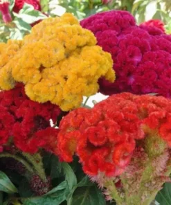 Celosia Cristata Mix Seeds - Cockscomb Flower Seeds - 150 Seeds