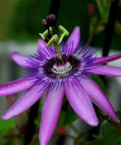 Lavender Passion Flower Plant Live Plant 4-6 Inch Tall Garden Ready