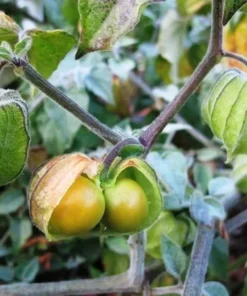 Physalis Peruviana Seeds: Golden Ground Cherry Hawaiian Giant Poha Berry