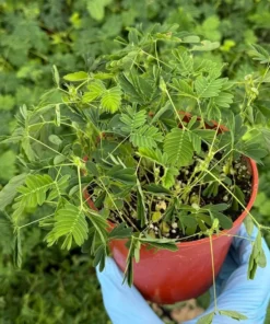 Sensitive Plant Mimosa Pudica Touch-Me-Not Live Plant 4 Inch Pot