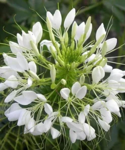 Cleome Seeds - 100+ Mixed Color Flower Seeds - Garden Planting