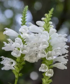 Obedient Plant White Seeds - 100 Seeds - Fresh Harvest