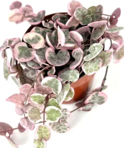 Variegated String of Hearts Succulent - 4 or 6 Inch Potted Plant