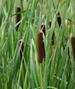 Common Cattail Seeds - 500 Typha latifolia Seeds - Fresh 2025 Harvest