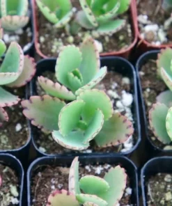 Mother of Thousands Plant - Kalanchoe Daigremontiana - Live Plant - 2/4