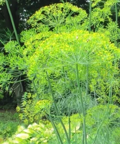 Bouquet Dill Seeds - Heirloom Variety - 100 Seeds - Crop of 2025