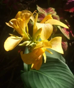 Canna Lily Seeds - Mixed Colors, Red, Yellow, Pink - 20 Seeds