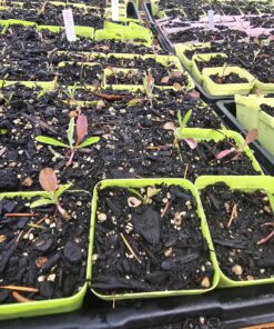 Blue Bachelor Button Cornflower Live Plant – 2-3 inch tall Pot