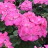 Pink Ivy Geranium Live Starter Plant 4-inch Nursery Pot Ships Without Pot