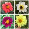 Dahlia Flower Seeds - Wonderful Mix for Garden Planting