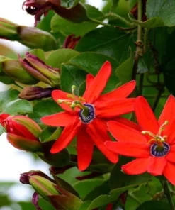 Red Passion Flower Vine - Live Passiflora Plant - 4-6 Inch Tall Fragrant Vine