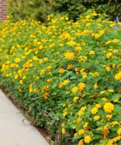 Lantana Trailing Yellow Plants - Set of 2 Live Plants - 6-8 Inch Outdoor Planting