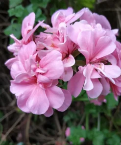 Pink Ivy Geranium Live Starter Plant 4-inch Nursery Pot