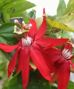 Red Passion Flower Vine - Live Passiflora Plant - 4-6 Inch Tall Fragrant Vine