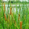 Common Cattail Seeds - 500 Typha latifolia Seeds - Fresh 2025 Harvest