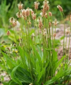 Plantago Lanceolata Narrow Leaf Plantain Seeds - 150 Seeds