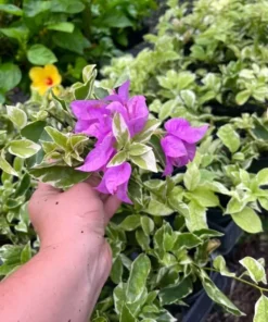 Blueberry Ice Bougainvillea Plant 4 inch Nursery Pot - Starter Plant