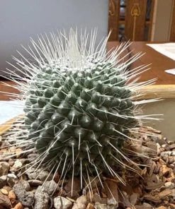 Mammillaria Spinosissima Cactus - Live Plant 4 Inch Pot Fully Rooted