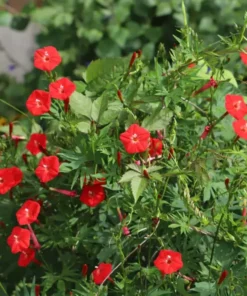 Cypress Vine Cardinal Climber RED Seeds - 2025 Crop