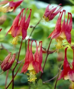 Eastern Red Columbine Seeds - Aquilegia Canadensis Native Wildflower - 100 Seeds