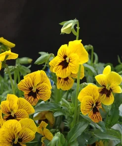 Tiger Eye Pansy Plants Set - Live Flower Plants 2-4 Inches