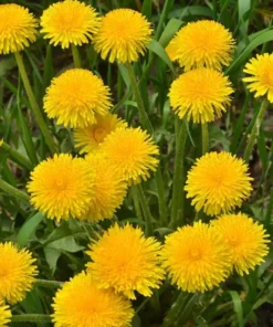 Dandelion Seeds 1000+ Taraxacum officinale Culinary Medicinal Herb