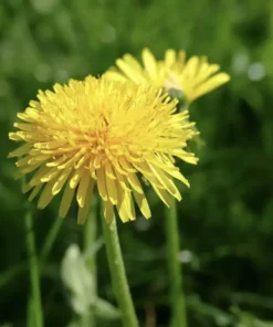 Dandelion Seeds 1000+ Taraxacum officinale Culinary Medicinal Herb