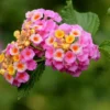 Lantana Pink Plant Set - Two 4-inch Pots - Outdoor Live Plants