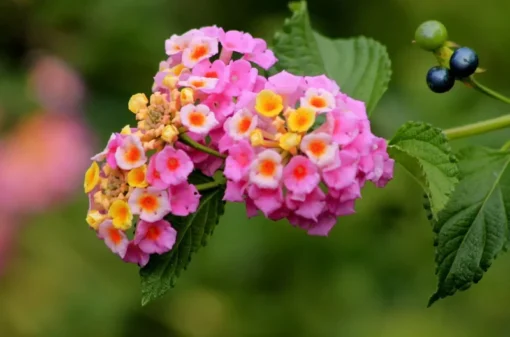 Lantana Pink Plant Set - Two 4-inch Pots - Outdoor Live Plants