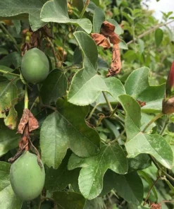 Red Passion Flower Vine - Live Passiflora Plant - 4-6 Inch Tall Fragrant Vine