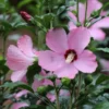 Rose of Sharon Seeds - 40 Pink Flower Seeds - 2025 Crop