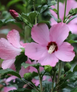 Rose of Sharon Seeds - 40 Pink Flower Seeds - 2025 Crop