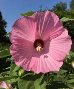 Pink Swamp Rose Mallow Seeds - Hardy Hibiscus Moscheutos Flower Seeds