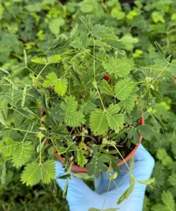Sensitive Plant Mimosa Pudica Touch-Me-Not Live Plant 4 Inch Pot