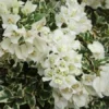 White Bougainvillea Starter Plant 4in - Live Plant - No Pot