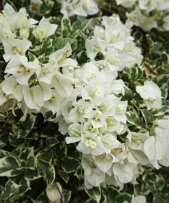 White Bougainvillea Starter Plant 4in - Live Plant - No Pot