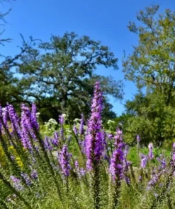 Liatris Blazing Star Seeds - 50+ Seeds for Vibrant Blooms