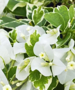 White Bougainvillea Starter Plant 4in - Live Plant - No Pot