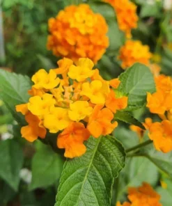 Lantana Orange Plant Set - Two 4-inch Pots - Outdoor Garden Plants