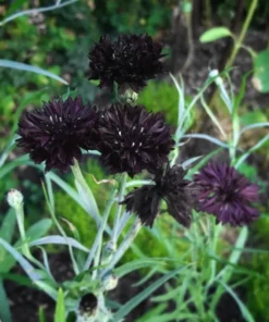 Black Cornflower Plant 3