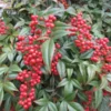 Nandina Domestica Heavenly Bamboo Bush Seeds - 25 Seeds Pack