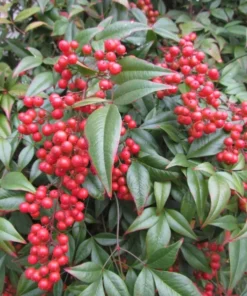 Nandina Domestica Heavenly Bamboo Bush Seeds - 25 Seeds Pack