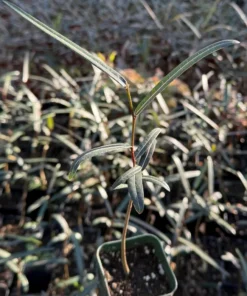 Queensland Bottle Tree - Brachychiton rupestris Live Plant - 4 Inch Pot - Unique Specimen