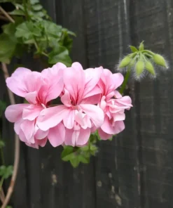 Pink Ivy Geranium Live Starter Plant 4-inch Nursery Pot